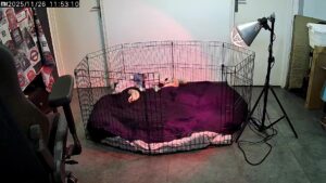 Pic 20251126 115311618