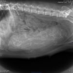 Royale shi 2025 11 17 08 58 37 abdomen vd (1)